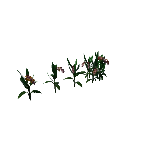 Flower_Alpinia zerumbet1